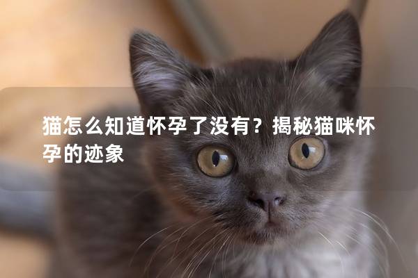 猫怎么知道怀孕了没有？揭秘猫咪怀孕的迹象