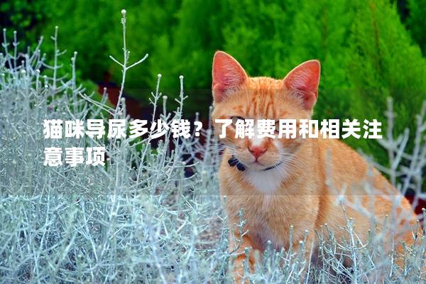 猫咪导尿多少钱？了解费用和相关注意事项