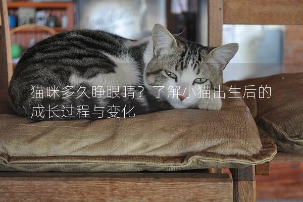 猫咪多久睁眼睛？了解小猫出生后的成长过程与变化