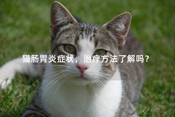 猫肠胃炎症状，治疗方法了解吗？