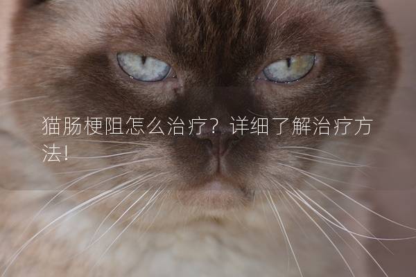 猫肠梗阻怎么治疗？详细了解治疗方法!