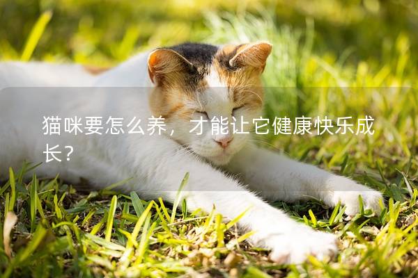 猫咪要怎么养，才能让它健康快乐成长？