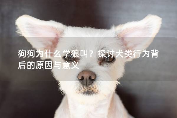 狗狗为什么学狼叫？探讨犬类行为背后的原因与意义