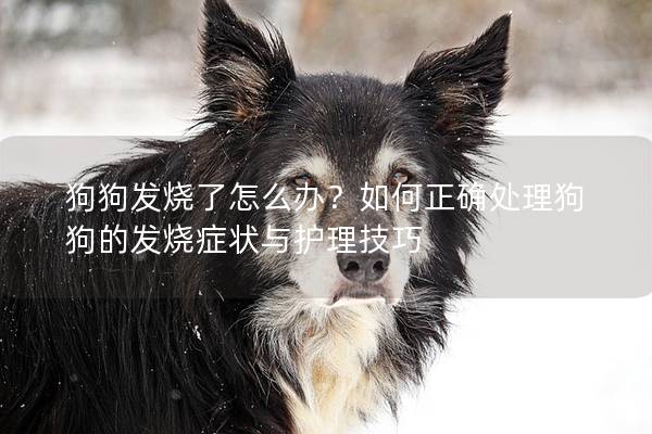 狗狗发烧了怎么办？如何正确处理狗狗的发烧症状与护理技巧