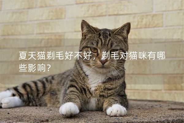 夏天猫剃毛好不好，剃毛对猫咪有哪些影响？