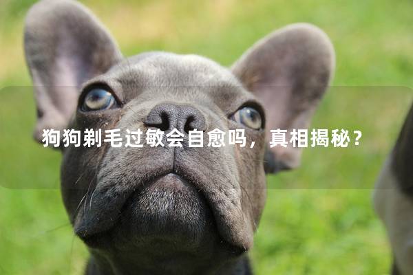 狗狗剃毛过敏会自愈吗，真相揭秘？