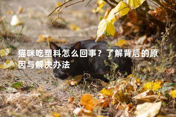 猫咪吃塑料怎么回事？了解背后的原因与解决办法