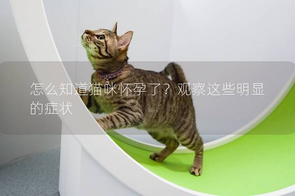 怎么知道猫咪怀孕了？观察这些明显的症状