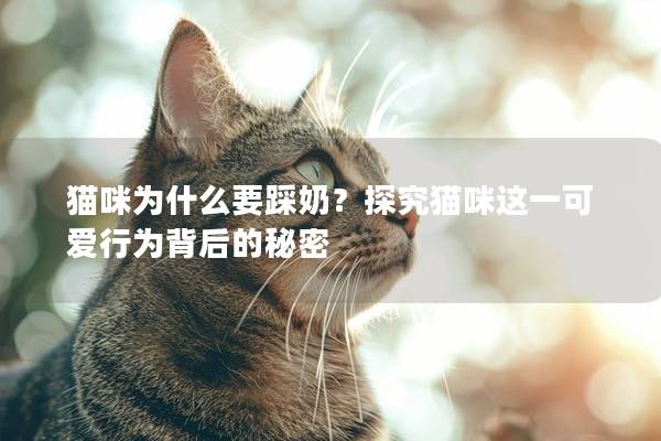 猫咪为什么要踩奶？探究猫咪这一可爱行为背后的秘密