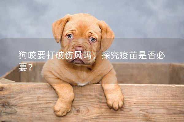 狗咬要打破伤风吗，探究疫苗是否必要？