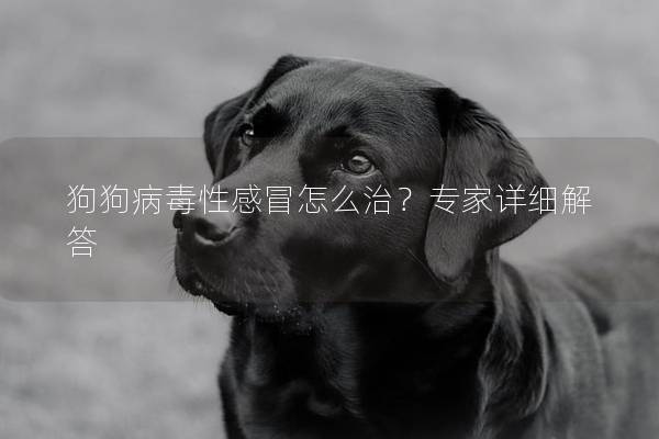 狗狗病毒性感冒怎么治？专家详细解答