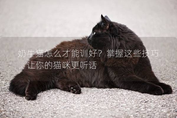 奶牛猫怎么才能训好？掌握这些技巧，让你的猫咪更听话