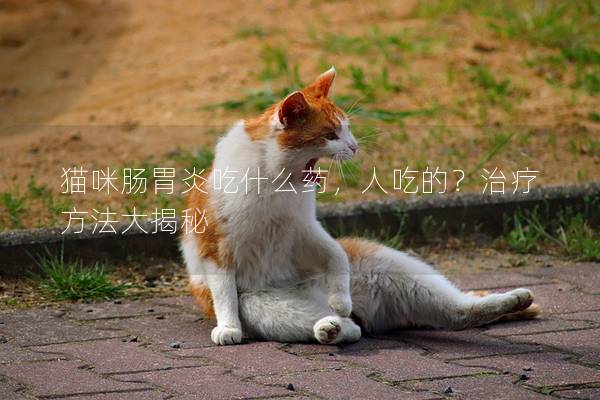 猫咪肠胃炎吃什么药，人吃的？治疗方法大揭秘