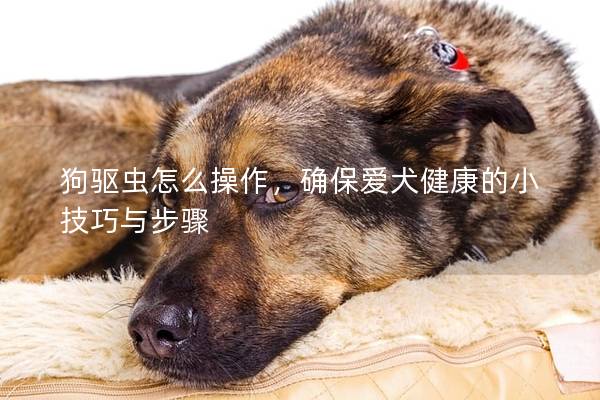 狗驱虫怎么操作，确保爱犬健康的小技巧与步骤