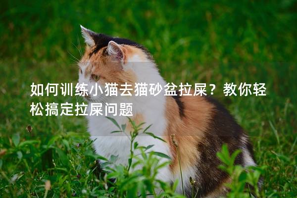 如何训练小猫去猫砂盆拉屎？教你轻松搞定拉屎问题