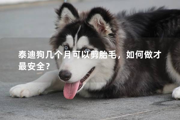 泰迪狗几个月可以剪胎毛，如何做才最安全？