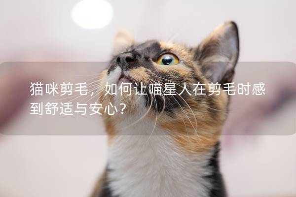 猫咪剪毛，如何让喵星人在剪毛时感到舒适与安心？