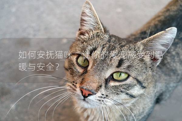 如何安抚猫咪，让你的爱宠感受到温暖与安全？