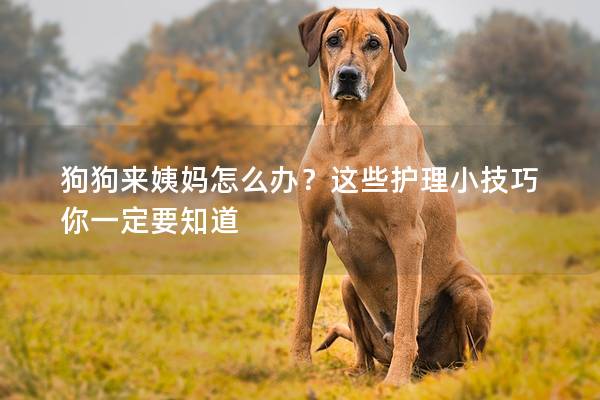 狗狗来姨妈怎么办？这些护理小技巧你一定要知道