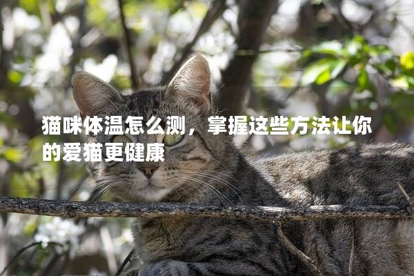 猫咪体温怎么测，掌握这些方法让你的爱猫更健康