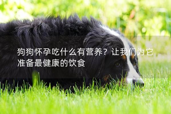 狗狗怀孕吃什么有营养？让我们为它准备最健康的饮食