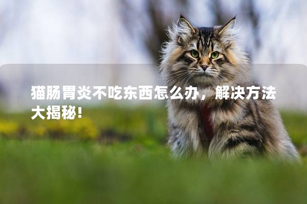 猫肠胃炎不吃东西怎么办，解决方法大揭秘!