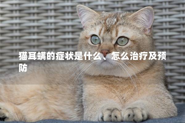 猫耳螨的症状是什么、怎么治疗及预防