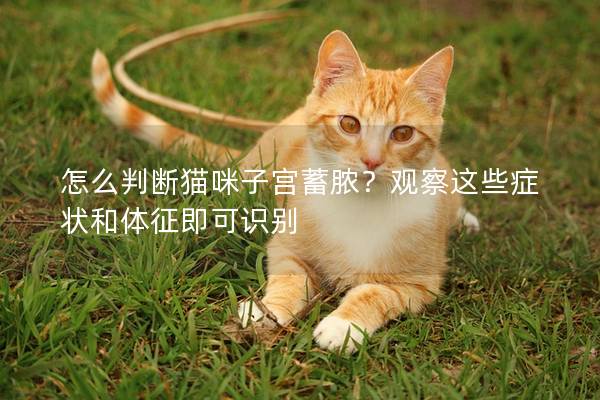 怎么判断猫咪子宫蓄脓？观察这些症状和体征即可识别