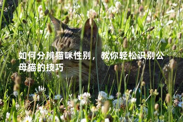 如何分辨猫咪性别，教你轻松识别公母猫的技巧