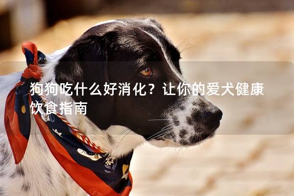 狗狗吃什么好消化？让你的爱犬健康饮食指南