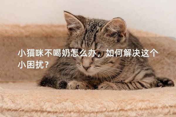 小猫咪不喝奶怎么办，如何解决这个小困扰？