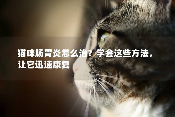 猫咪肠胃炎怎么治？学会这些方法，让它迅速康复