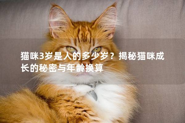 猫咪3岁是人的多少岁？揭秘猫咪成长的秘密与年龄换算