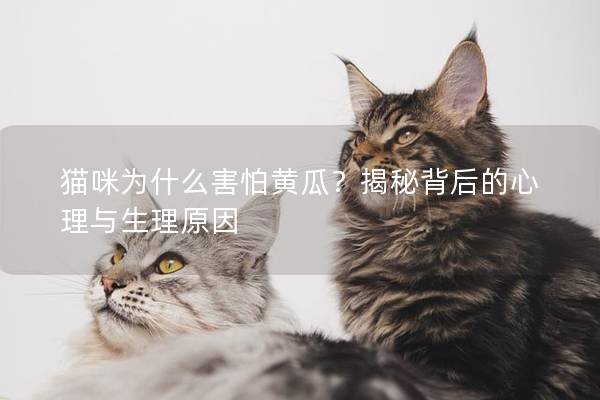 猫咪为什么害怕黄瓜？揭秘背后的心理与生理原因