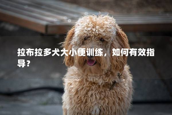 拉布拉多犬大小便训练，如何有效指导？