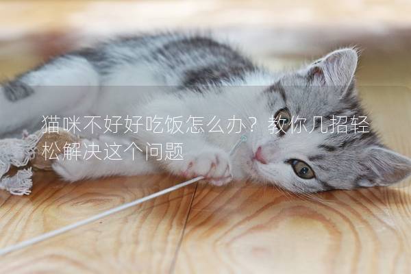 猫咪不好好吃饭怎么办？教你几招轻松解决这个问题