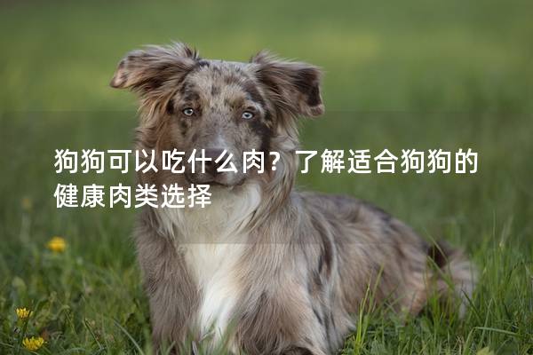 狗狗可以吃什么肉？了解适合狗狗的健康肉类选择