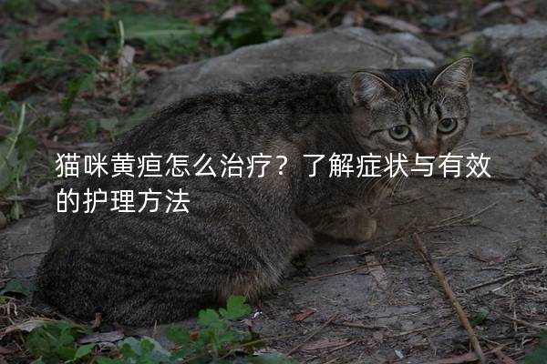 猫咪黄疸怎么治疗？了解症状与有效的护理方法