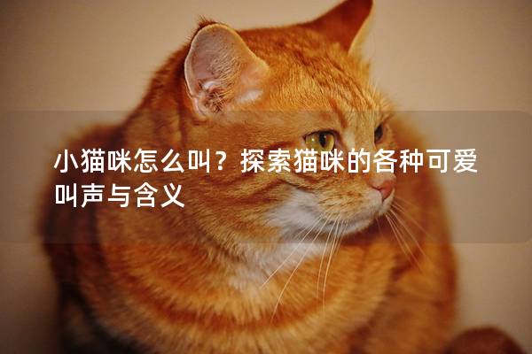 小猫咪怎么叫？探索猫咪的各种可爱叫声与含义