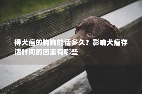 得犬瘟的狗狗能活多久？影响犬瘟存活时间的因素有哪些