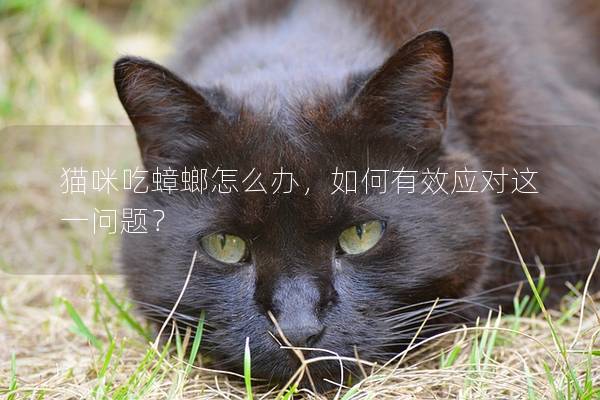 猫咪吃蟑螂怎么办，如何有效应对这一问题？