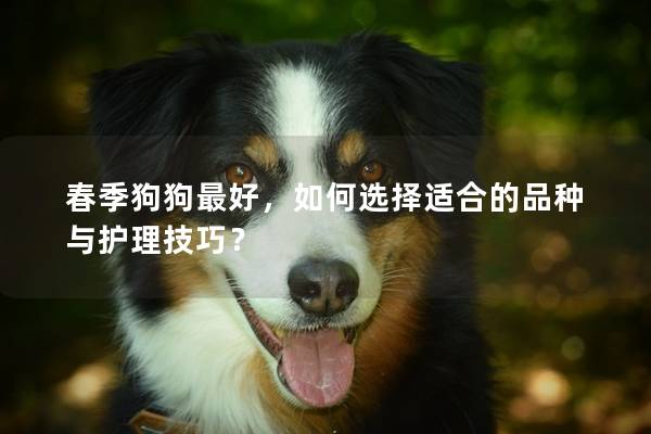 春季狗狗最好，如何选择适合的品种与护理技巧？