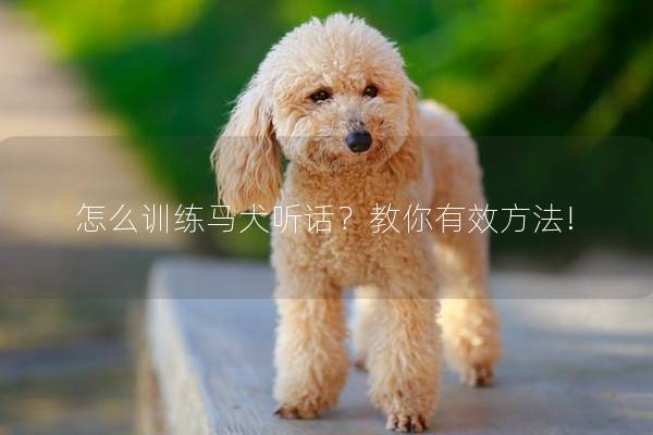 怎么训练马犬听话？教你有效方法!