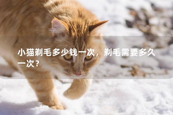 小猫剃毛多少钱一次，剃毛需要多久一次？