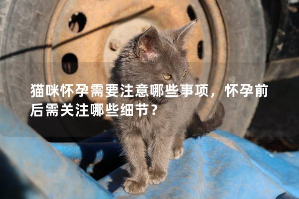 猫咪怀孕需要注意哪些事项，怀孕前后需关注哪些细节？