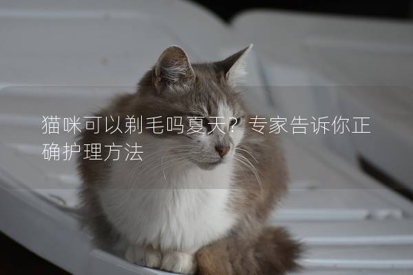 猫咪可以剃毛吗夏天？专家告诉你正确护理方法