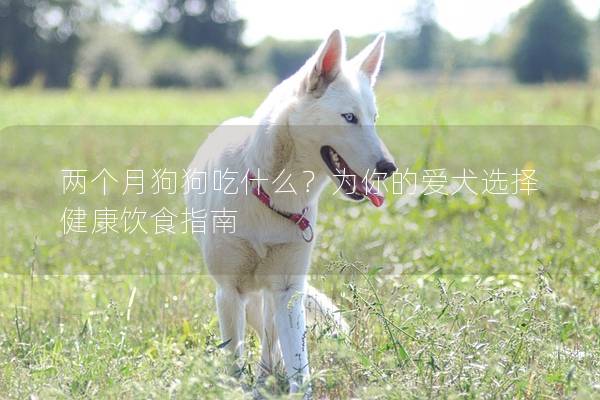 两个月狗狗吃什么？为你的爱犬选择健康饮食指南