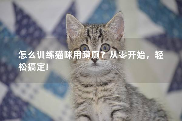 怎么训练猫咪用蹲厕？从零开始，轻松搞定!