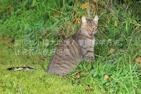 如何教小猫大小便？掌握科学方法，让它养成良好习惯