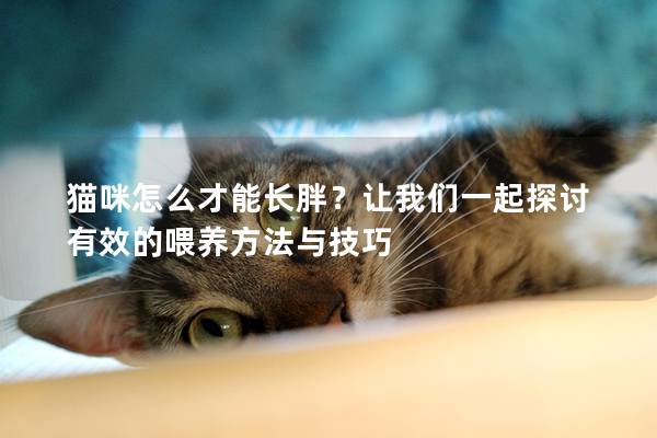 猫咪怎么才能长胖？让我们一起探讨有效的喂养方法与技巧